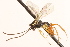  (Tymmophorus thunbergi - CNCHYM 014988)  @13 [ ] CreativeCommons - Attribution (2012) CNC/CBG Photography Group Centre for Biodiversity Genomics