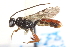  ( - CNCHYM 015589)  @11 [ ] CreativeCommons - Attribution (2012) CNC/CBG Photography Group Centre for Biodiversity Genomics