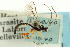  ( - CNCHYM 015659)  @11 [ ] CreativeCommons - Attribution (2012) CNC/CBG Photography Group Centre for Biodiversity Genomics