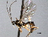  (Acrodactyla ocellata - CNCHYM 015692)  @11 [ ] CreativeCommons - Attribution (2012) CNC/CBG Photography Group Centre for Biodiversity Genomics