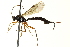  ( - CNCHYM 015739)  @11 [ ] CreativeCommons - Attribution (2012) CNC/CBG Photography Group Centre for Biodiversity Genomics