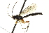  ( - CNCHYM 015741)  @13 [ ] CreativeCommons - Attribution (2012) CNC/CBG Photography Group Centre for Biodiversity Genomics