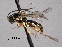  ( - CNCHYM 016434)  @13 [ ] CreativeCommons - Attribution (2012) CNC/CBG Photography Group Centre for Biodiversity Genomics