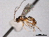  ( - CNCHYM 016448)  @13 [ ] CreativeCommons - Attribution (2012) CNC/CBG Photography Group Centre for Biodiversity Genomics