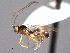 ( - CNCHYM 016449)  @13 [ ] CreativeCommons - Attribution (2012) CNC/CBG Photography Group Centre for Biodiversity Genomics