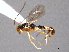  ( - CNCHYM 016450)  @13 [ ] CreativeCommons - Attribution (2012) CNC/CBG Photography Group Centre for Biodiversity Genomics