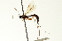  (Calliephialtes notanda - CNCHYM 016502)  @11 [ ] CreativeCommons - Attribution (2012) CNC/CBG Photography Group Centre for Biodiversity Genomics