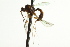  (Aniseres latus - CNCHYM 08454)  @11 [ ] CreativeCommons - Attribution (2012) CNC/CBG Photography Group Centre for Biodiversity Genomics