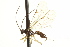  (Aniseres modestus - CNCHYM 08460)  @11 [ ] CreativeCommons - Attribution (2012) CNC/CBG Photography Group Centre for Biodiversity Genomics