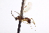  ( - CNCHYM 08467)  @11 [ ] CreativeCommons - Attribution (2012) CNC/CBG Photography Group Centre for Biodiversity Genomics