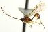  (Aperileptus convexus - CNCHYM 08469)  @11 [ ] CreativeCommons - Attribution (2012) CNC/CBG Photography Group Centre for Biodiversity Genomics