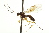  (Aperileptus erasus - CNCHYM 08475)  @14 [ ] CreativeCommons - Attribution (2012) CNC/CBG Photography Group Centre for Biodiversity Genomics