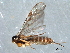  ( - CNCHYM 08480)  @11 [ ] CreativeCommons - Attribution (2012) CNC/CBG Photography Group Centre for Biodiversity Genomics