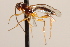  (Chilocyrtus carinatus - CNCHYM 08510)  @11 [ ] CreativeCommons - Attribution (2012) CNC/CBG Photography Group Centre for Biodiversity Genomics