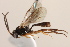  (Dialipsis dissimilis - CNCHYM 08512)  @14 [ ] CreativeCommons - Attribution (2012) CNC/CBG Photography Group Centre for Biodiversity Genomics