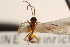  ( - CNCHYM 08513)  @11 [ ] CreativeCommons - Attribution (2012) CNC/CBG Photography Group Centre for Biodiversity Genomics