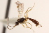  (Eusterinx arcuata - CNCHYM 08523)  @11 [ ] CreativeCommons - Attribution (2012) CNC/CBG Photography Group Centre for Biodiversity Genomics