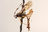  (Eusterinx armata - CNCHYM 08526)  @11 [ ] CreativeCommons - Attribution (2012) CNC/CBG Photography Group Centre for Biodiversity Genomics