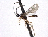  ( - CNCHYM 08565)  @11 [ ] CreativeCommons - Attribution (2011) CNC/CBG Photography Group Centre for Biodiversity Genomics