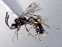  (Eusterinx oligomera - CNCHYM 08566)  @14 [ ] CreativeCommons - Attribution (2011) CNC/CBG Photography Group Centre for Biodiversity Genomics