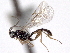  ( - CNCHYM 08570)  @11 [ ] CreativeCommons - Attribution (2011) CNC/CBG Photography Group Centre for Biodiversity Genomics