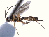  ( - CNCHYM 08597)  @13 [ ] CreativeCommons - Attribution (2011) CNC/CBG Photography Group Centre for Biodiversity Genomics