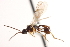  ( - CNCHYM 08642)  @11 [ ] CreativeCommons - Attribution (2011) CNC/CBG Photography Group Centre for Biodiversity Genomics