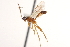  ( - CNCHYM 08649)  @11 [ ] CreativeCommons - Attribution (2011) CNC/CBG Photography Group Centre for Biodiversity Genomics