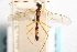  ( - CNCHYM 08658)  @11 [ ] CreativeCommons - Attribution (2011) CNC/CBG Photography Group Centre for Biodiversity Genomics