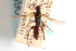  ( - CNCHYM 08690)  @11 [ ] CreativeCommons - Attribution (2011) CNC/CBG Photography Group Centre for Biodiversity Genomics