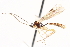  ( - CNCHYM 08792)  @11 [ ] CreativeCommons - Attribution (2011) CNC/CBG Photography Group Centre for Biodiversity Genomics