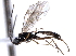  ( - CNCHYM 08809)  @14 [ ] CreativeCommons - Attribution (2011) CNC/CBG Photography Group Centre for Biodiversity Genomics