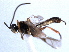  (Symplecis clipeator - CNCHYM 08827)  @13 [ ] CreativeCommons - Attribution (2012) CNC/CBG Photography Group Centre for Biodiversity Genomics