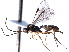  ( - CNCHYM 08852)  @11 [ ] CreativeCommons - Attribution (2012) CNC/CBG Photography Group Centre for Biodiversity Genomics