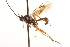  ( - CNCHYM 09481)  @11 [ ] CreativeCommons - Attribution (2012) CNC/CBG Photography Group Centre for Biodiversity Genomics