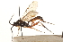  ( - CNCHYM 09483)  @11 [ ] CreativeCommons - Attribution (2012) CNC/CBG Photography Group Centre for Biodiversity Genomics