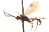  ( - CNCHYM 09551)  @11 [ ] CreativeCommons - Attribution (2012) CNC/CBG Photography Group Centre for Biodiversity Genomics