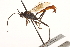  ( - CNCHYM 09572)  @13 [ ] CreativeCommons - Attribution (2012) CNC/CBG Photography Group Centre for Biodiversity Genomics