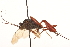  ( - CNCHYM 09604)  @11 [ ] CreativeCommons - Attribution (2012) CNC/CBG Photography Group Centre for Biodiversity Genomics