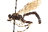 ( - CNCHYM 09651)  @12 [ ] CreativeCommons - Attribution (2012) CNC/CBG Photography Group Centre for Biodiversity Genomics