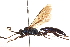  ( - CNCHYM 09684)  @11 [ ] CreativeCommons - Attribution (2012) CNC/CBG Photography Group Centre for Biodiversity Genomics