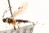  (Scambus hispae - CNCHYM 09843)  @13 [ ] CreativeCommons - Attribution (2012) CNC/CBG Photography Group Centre for Biodiversity Genomics