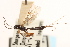  ( - CNCHYM 09858)  @11 [ ] CreativeCommons - Attribution (2012) CNC/CBG Photography Group Centre for Biodiversity Genomics