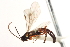  (Scambus nigricoxis - CNCHYM 09872)  @11 [ ] CreativeCommons - Attribution (2012) CNC/CBG Photography Group Centre for Biodiversity Genomics