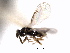  ( - CNCHYM 10001)  @11 [ ] CreativeCommons - Attribution (2012) CNC/CBG Photography Group Centre for Biodiversity Genomics