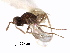  ( - CNCHYM 10002)  @11 [ ] CreativeCommons - Attribution (2012) CNC/CBG Photography Group Centre for Biodiversity Genomics