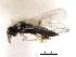 ( - CNCHYM 10009)  @11 [ ] CreativeCommons - Attribution (2012) CNC/CBG Photography Group Centre for Biodiversity Genomics
