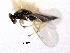  ( - CNCHYM 10010)  @11 [ ] CreativeCommons - Attribution (2012) CNC/CBG Photography Group Centre for Biodiversity Genomics