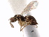  ( - CNCHYM 10012)  @11 [ ] CreativeCommons - Attribution (2012) CNC/CBG Photography Group Centre for Biodiversity Genomics