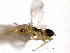  ( - CNCHYM 10013)  @11 [ ] CreativeCommons - Attribution (2012) CNC/CBG Photography Group Centre for Biodiversity Genomics